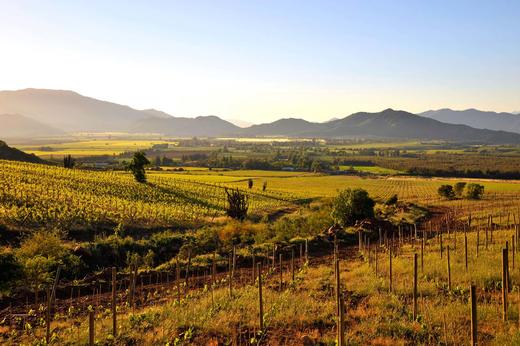 智利查威克干红葡萄酒2012 Vinedo Chadwick, Maipo Valley, Chile 商品图3