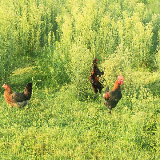 有机老公鸡 净重3斤左右 吃蔬菜/吃粮食/散养/当日屠宰/空运 商品图5