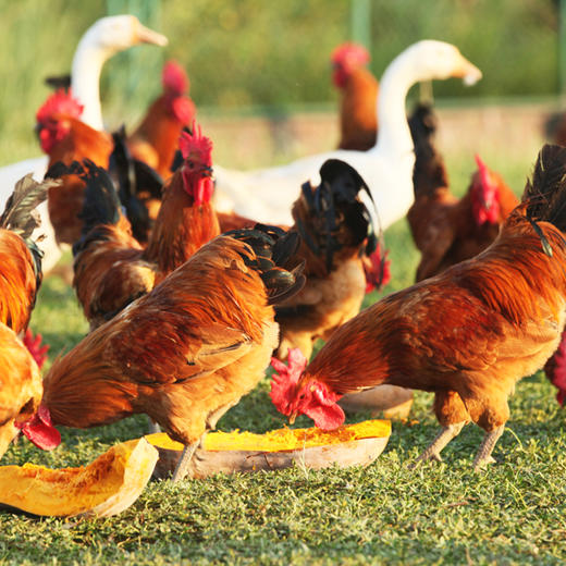 有机老公鸡 净重3斤左右 吃蔬菜/吃粮食/散养/当日屠宰/空运 商品图4