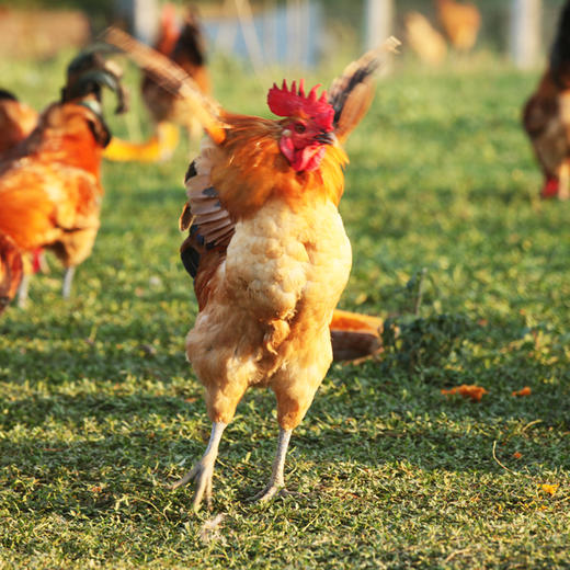 1000元礼品包 商品图3