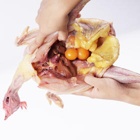 二年半 散养老母鸡2.2-3.2斤