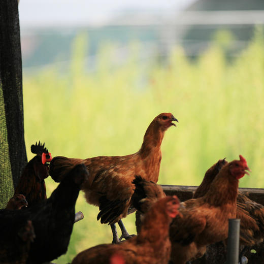 【冷冻】散养老母鸡-运输过程会解冻 商品图5