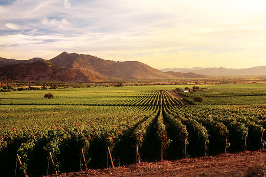 智利查威克干红葡萄酒2012 Vinedo Chadwick, Maipo Valley, Chile 商品图2