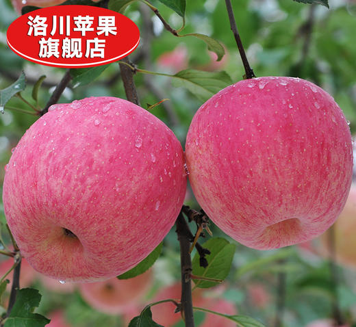 【4.5斤洛川红富士大果】顶端果业陕西洛川红富士苹果6枚大果产地直发 脆甜多汁 商品图5