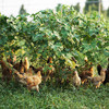 一年半 散养老母鸡2.2-3.2斤 商品缩略图3