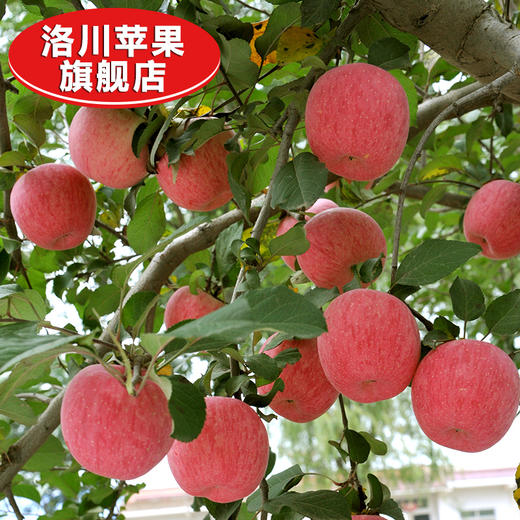【洛川红富士苹果】彩箱普装 陕西特产洛川红富士苹果水果新鲜24枚80mm整箱12斤通货果 商品图3