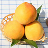 助农扶贫 | 享誉世界第三的黄金蜜“砀山黄桃”  甜蜜多汁 果香馥郁   5斤一级大果8-12个！ 商品缩略图1