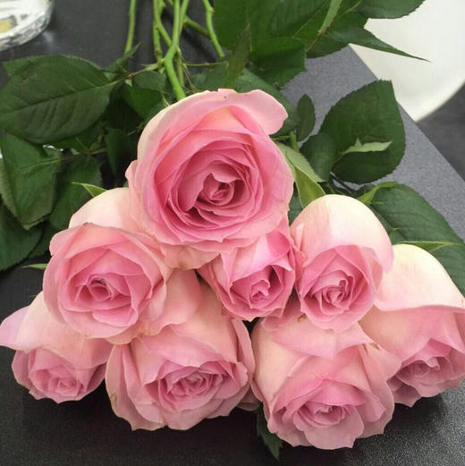 玫瑰桃红雪山纯洁高贵天真的象征