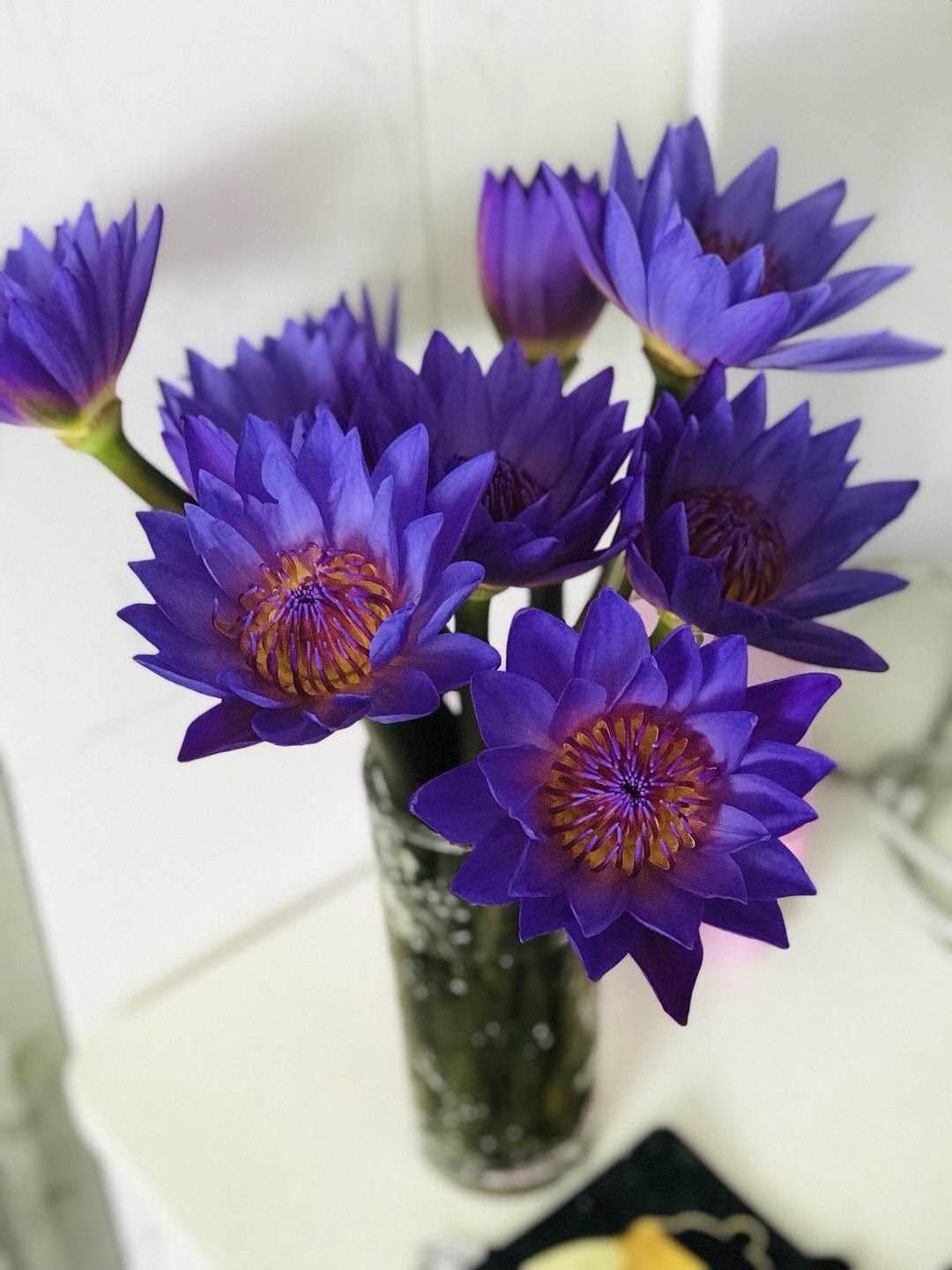 预售8号到货 B级睡莲团购10支一份。支长55厘米 有香味。