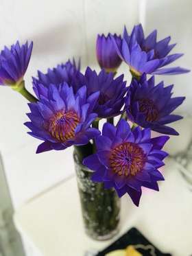 现货B级睡莲团购10支一份。支长55厘米 有香味。