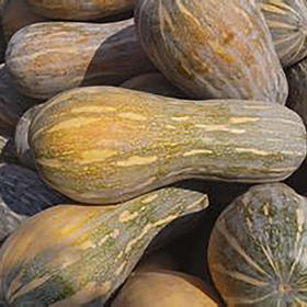 生态 老南瓜（切开） | 甘甜适合蒸食 | 石嫣农场 * Pumpkin | Self-Produced