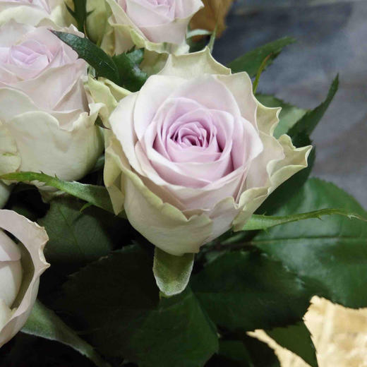 爱必达玫瑰海洋之谜a级10支装超长花期质量保证