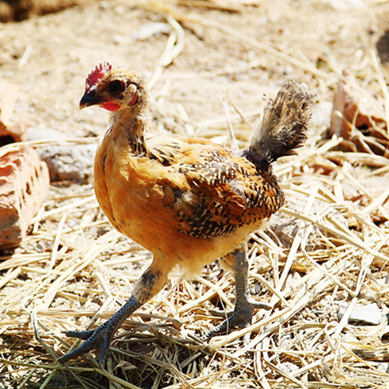 农场走地小公鸡（净重一斤以上/只）