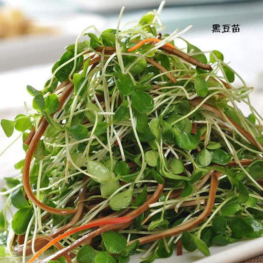 育苗4套套 商品图4