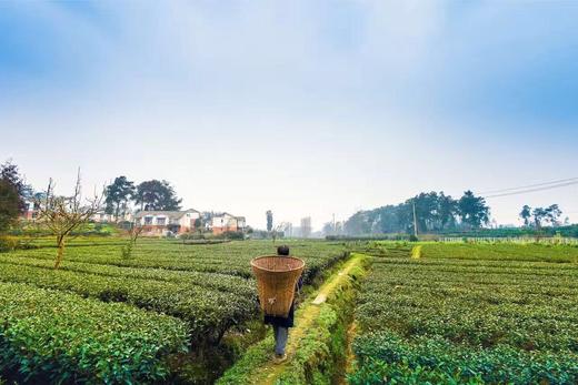 【蒲江-枣子宿】睡在田野里的独栋5房别墅，享儿时记忆的一方天地 商品图1