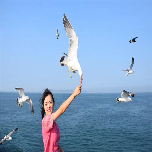 五一4天【长岛烟台 立减50元】与海鸥同行の深度游长岛-蓬莱仙境-打卡网红养马岛-烟台渔人码头 商品图2