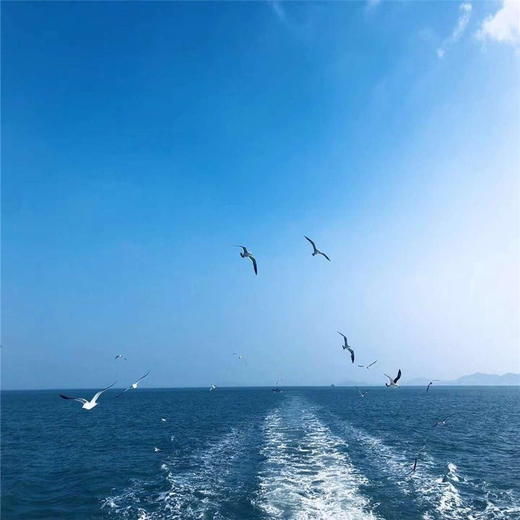 五一4天【长岛烟台 立减50元】与海鸥同行の深度游长岛-蓬莱仙境-打卡网红养马岛-烟台渔人码头 商品图3