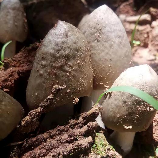 新鲜野生鸡枞菌 |云南康丽【基地直发包邮,周末不发货】