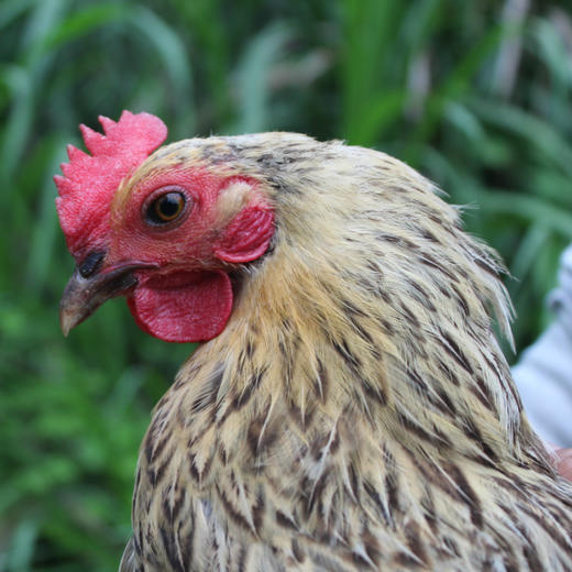【山歌郁选】正宗高山土鸡  散养在大山区两年以上的老母鸡， 真正跑山鸡   顺丰快递 商品图1