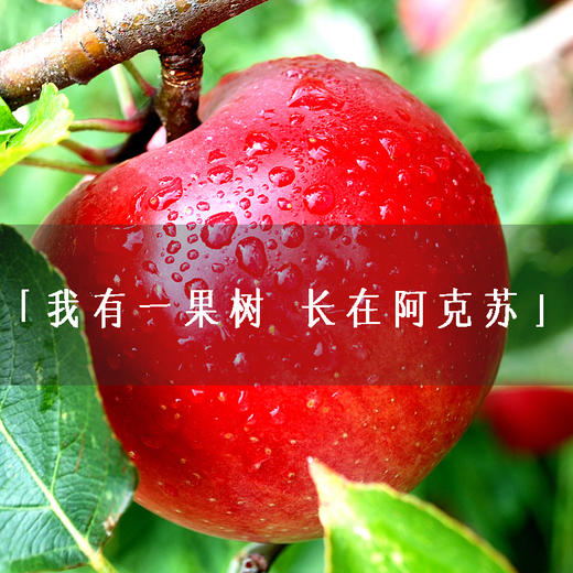 （永久下架）预售 阿克苏红旗坡苹果树 商品图1