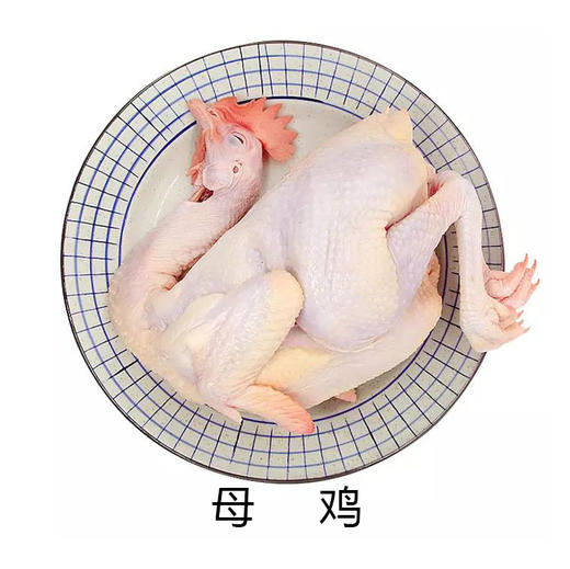 下单后现杀整只剁块鸽子母鸡大公鸡散养土鸡乌鸡斤数有浮动多退少补