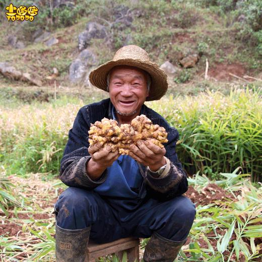 【2025年新姜】土哆哆云南山地小黄姜辛辣鲜香，产地直发 商品图0