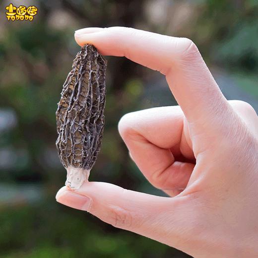 土哆哆云南精选特级干羊肚菌 无熏硫 剪柄 50克 商品图1