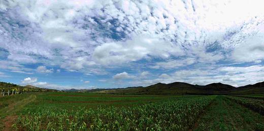 【内蒙荞麦米】【五星推荐】甜荞麦，原生态、原产地，出口日本、欧洲，品质保证，口感香甜，450克 商品图3