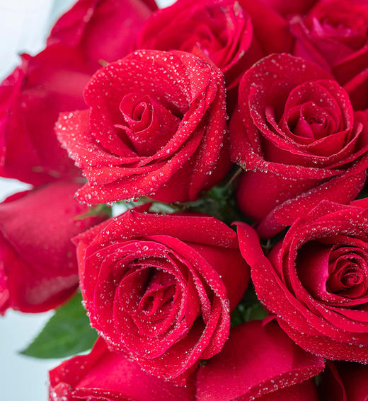 炙热52支红玫瑰全国鲜花速递同城鲜花店配送生日花北京上海杭州广州