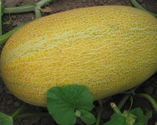 今日特惠28元八六王哈密瓜56斤