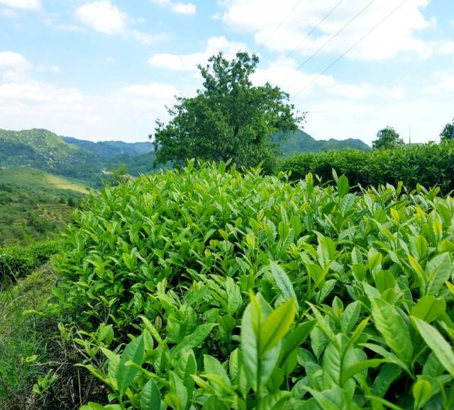 【七夕礼物】2018新茶清香型铁观音!