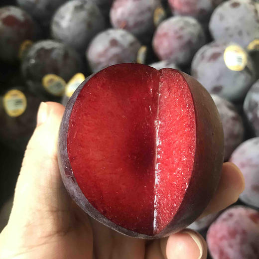 进口夜玫瑰 恐龙蛋