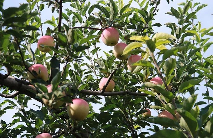 食在当季 陕西富平红嘎啦苹果成熟啦  13位果农匠心种植 1000份特供