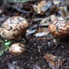 合作生产 | 雅鲁藏布大峡谷松茸 *Coproduction | Yarlung Tsangpo Grand Canyon Matsutake 商品缩略图0
