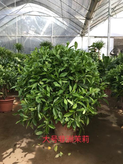 大號非洲茉莉