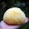 养颜圣品 鲜银耳 无添加 天然有机种植 口感软糯 清香美味 新鲜活银耳 |百里食 商品缩略图0