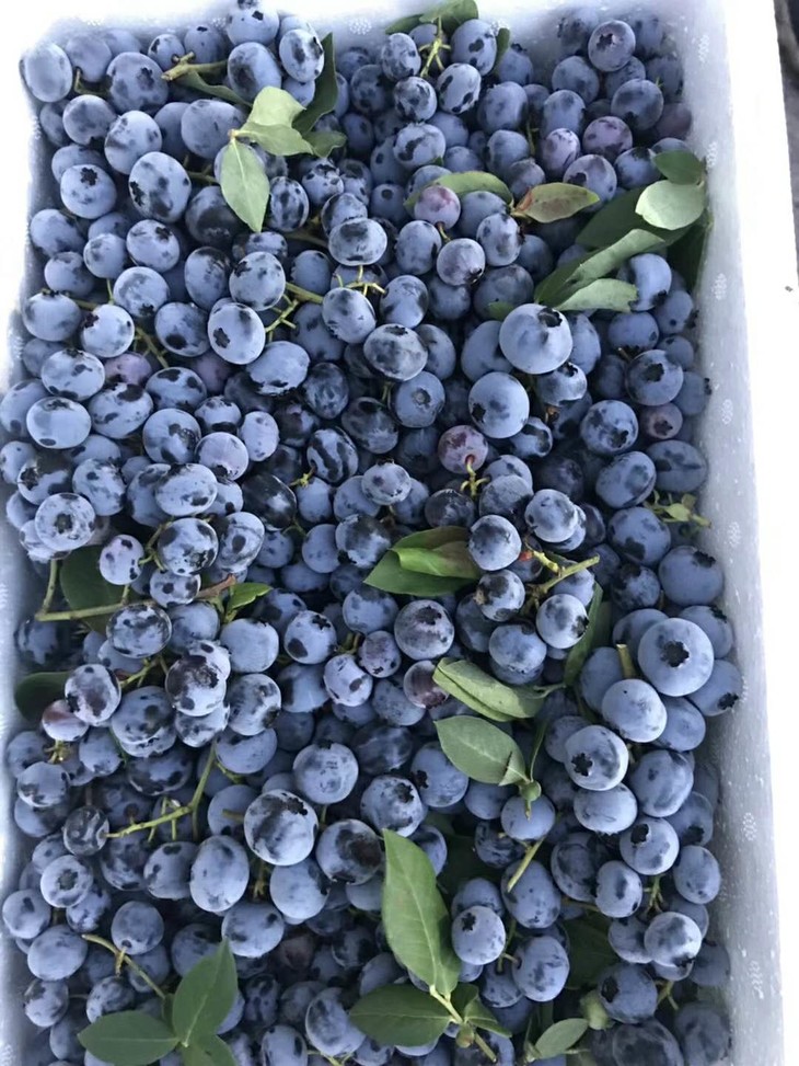 长白山新鲜蓝莓 1件3斤 酸甜口感 鲜度果粉超好【只发广州市区】