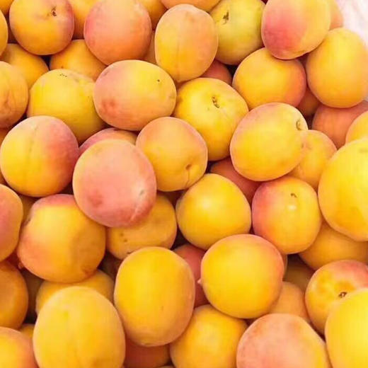 小红杏 商品图4