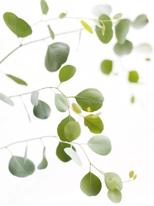 圆叶多花桉尤加利