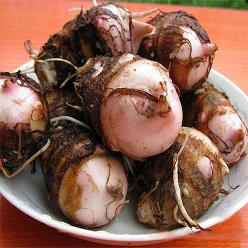 正宗启东香沙芋|250g/份