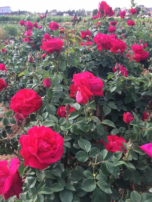 八街徐庆鲜花饼50g 商品图4