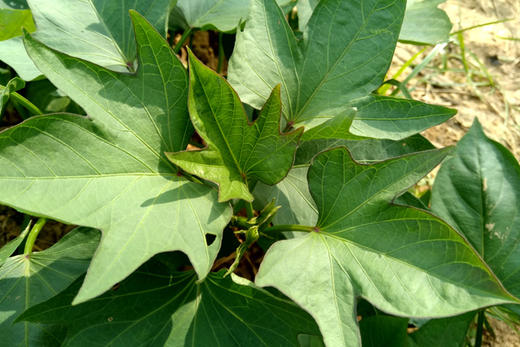 朴愿有机农场  有机红薯尖  嫩嫩的番薯叶来咯…… 250克 商品图2