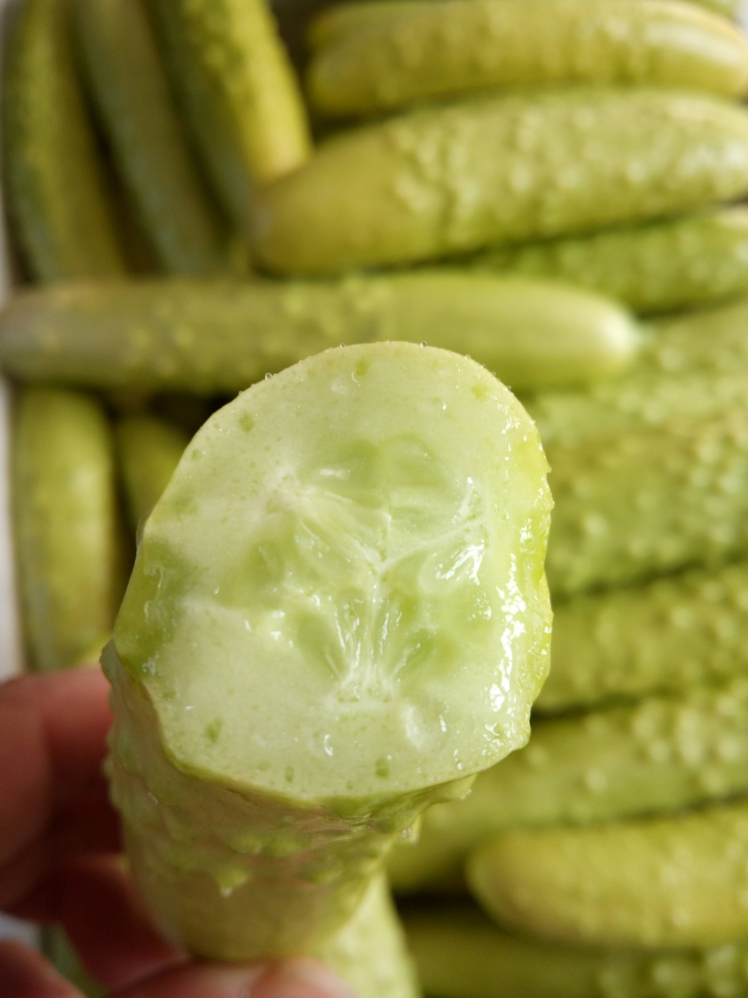 【海阳白玉黄瓜】质脆微甜 光泽如玉 5斤装 顺丰包邮