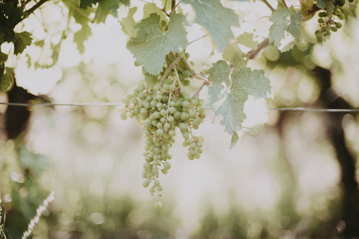 法国康廷秋岚贵腐甜白葡萄酒2016noblerotventdescimes家族酒庄手工