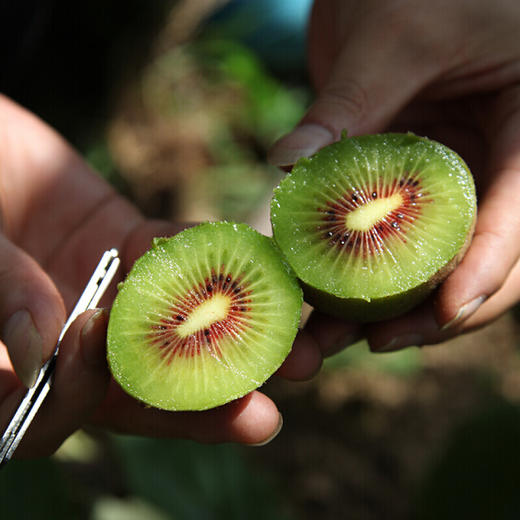 红心猕猴桃 - 鲜果时刻生鲜