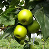 【翠冠梨】甜脆冠梨🍐盛夏解渴的好水果，冰镇一下口感爽到爆 商品缩略图1