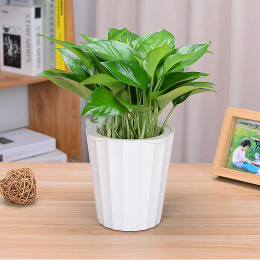绿萝水培植物小盆栽绿植花卉办公桌防辐射桌面植物