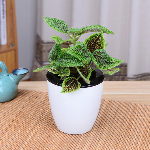 皱叶冷水花办公室内小盆栽花卉客厅卧室植物绿植新奇趣盆景微景观