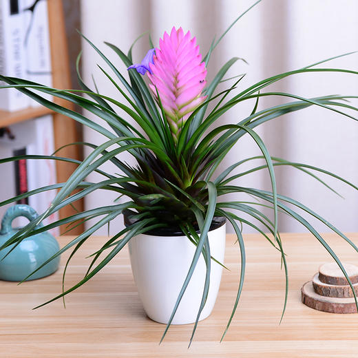 立奥铁兰小盆栽绿植花卉办公桌防辐射桌面植物