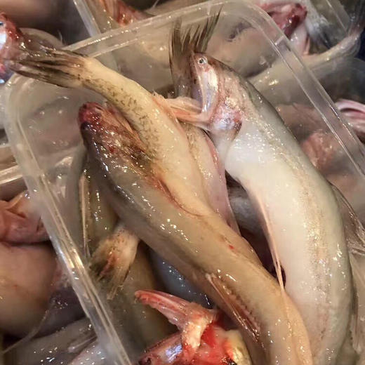 东海舟山豆腐鱼东海小白龙入口即化适合红烧和椒盐